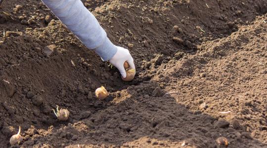Burgonya ültetése tavasszal: mikor érdemes elkezdeni, hogy jó legyen a termés?