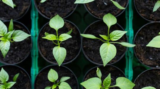 Paprika ültetése: mikor kerülhet ki a kertbe biztonságosan?