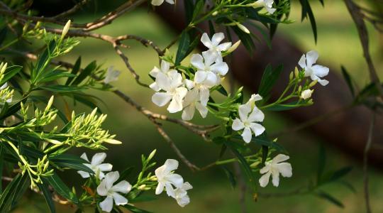 Leander metszése tavasszal: mikor és hogyan érdemes nekifogni?