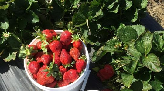 Ezt most kell megtenned, ha bőséges epertermést akarsz