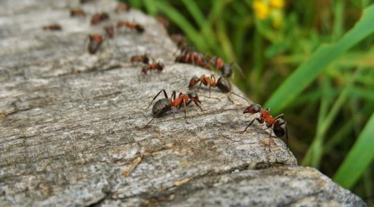 Hangyák lepték el a kerted? Ezért jönnek vissza újra és újra