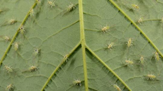 Levéltetvek mindenütt? Így szabadulj meg tőlük gyorsan