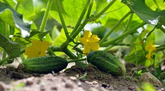 Uborkád van? Ezen múlik, mennyi termést hoz idén