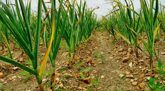 Ezért sárgul a fokhagyma levele - és mit tehetsz ellene