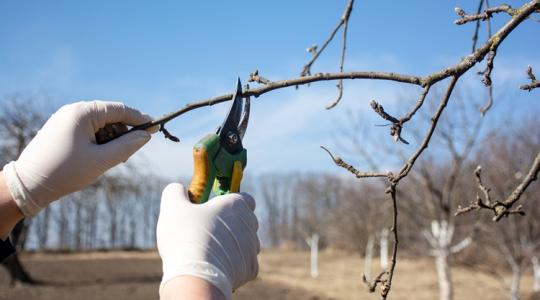 Ez a rejtett hiba tönkreteheti a gyümölcsfákat