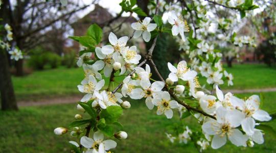 Ezért nem terem a fa - és mit tehetsz ellene