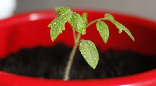 Így lesz erős és egészséges a palánta már az elején