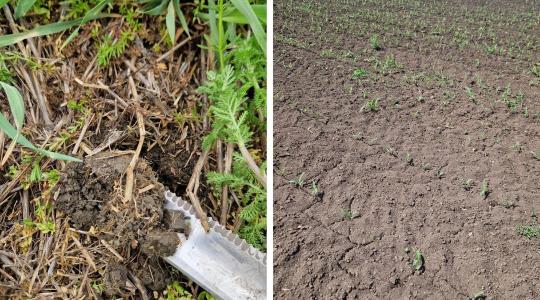 Talajstratégiák III. – Az erózió nem ott a legerősebb, ahol várnánk