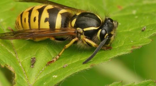 Ezért jelennek meg a darazsak a kertben - és hogyan tartsd távol őket