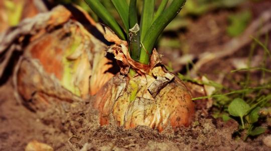 Így védekezhetsz természetesen a kártevők ellen, vegyszer nélkül