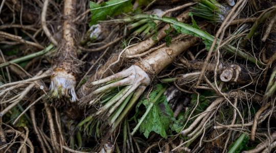 Megtámadta a kínai import a magyar tormát, de csúfos vereséget szenvedett