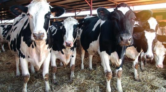 Több mint 2100 gazda számlájára érkezik pénz a napokban