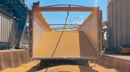 Mélyrepülésben a gabonaárak: dráma a szántóföldi növénytermesztők körében