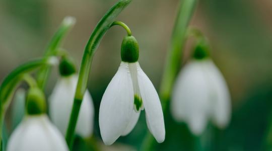 Ilyen egyszerűen lesz hóvirág a kertedben!