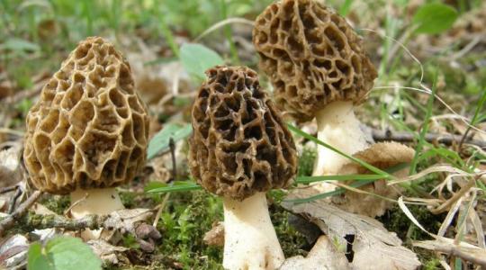 Gombaimádók figyelem! Idén talán bőkezű lesz velünk a természet