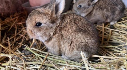 A hét hirdetése: húsvéti nyuszi, felelősen – visszafogadással is