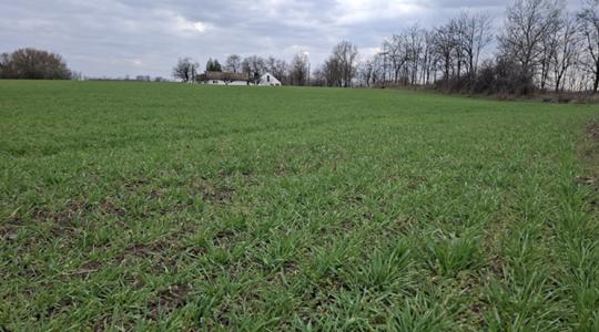 Búzakörkép: van, ami az inputáraknál is aggasztóbb