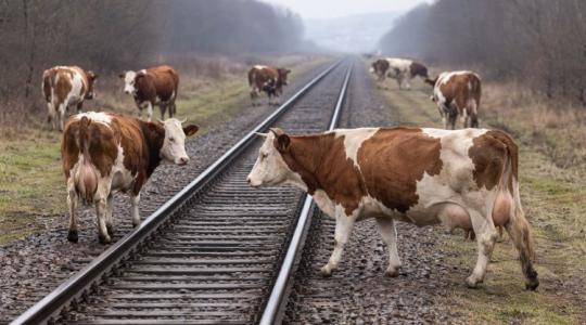 Vonattal ütköztek a kóborló marhák: Elítélték a gondatlan zalai gazdát