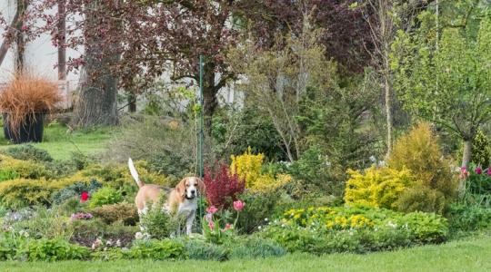 Ezért lehet veszélyes egy hétköznapi növény a kertedben