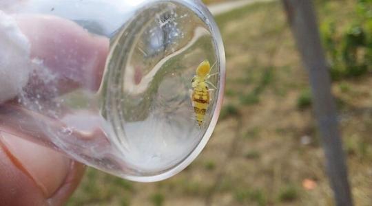 Metszésen múlik a szőlőkabóca terjedése?
