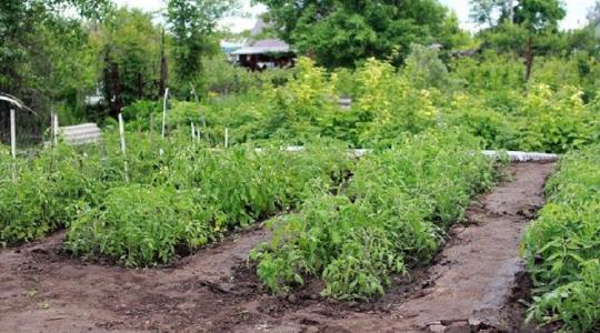 Ezért fontos a megfelelő talaj - ezen múlik minden