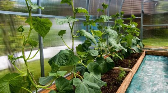 Így lesz erősebb a növényed már az elejétől