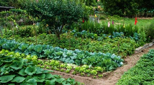 Így kerülheted el a legnagyobb hibákat a kertben