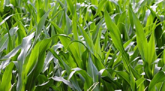 Ezért fontos az időzítés - ezen múlik a termés