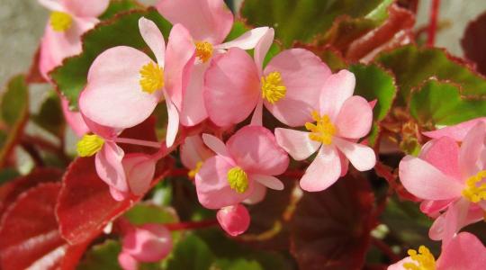 Begónia gondozása: így lesz dús és hosszan virágzó a növény