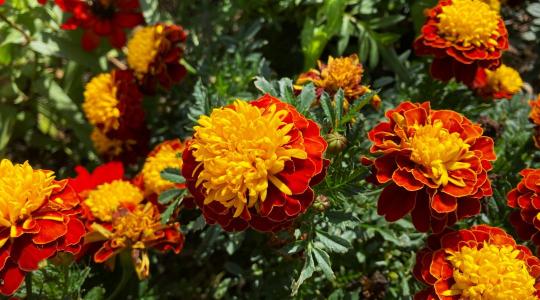 Büdöske ültetése: ezért érdemes helyet adni neki minden kertben