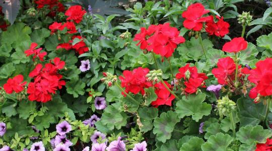 Muskátli gondozása: ettől virágzik egész nyáron látványosan