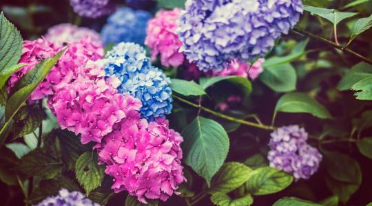 Hortenzia metszése: melyik fajtát szabad metszeni, és melyiket nem?