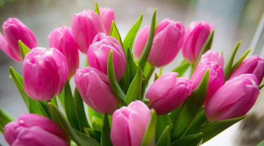 Tulipán gondozása: mit tegyél virágzás után, hogy jövőre is szép legyen?