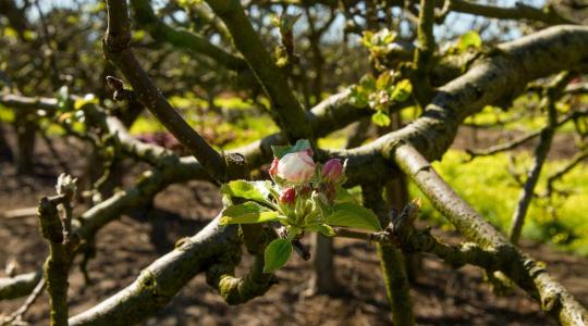 Almafa metszése: így lehet több és egészségesebb termésed