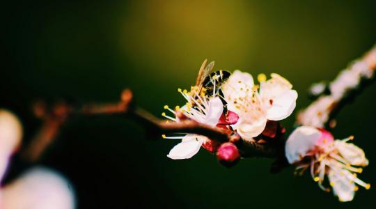 Kajszibarack metszése: most dőlhet el az idei termés sorsa