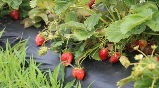 Eper gondozása tavasszal: így lesz bőséges és zamatos a termés