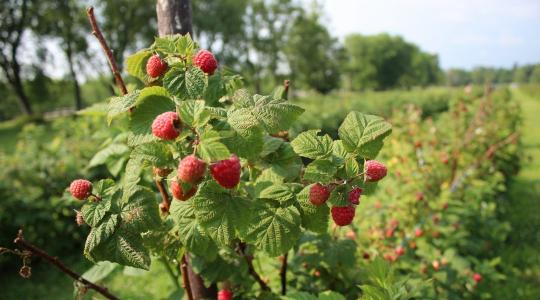 Málna metszése: mikor és hogyan érdemes elvégezni tavasszal?