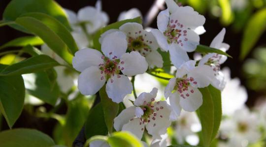 Körtefa metszése: ezt a tavaszi lépést nem érdemes kihagyni