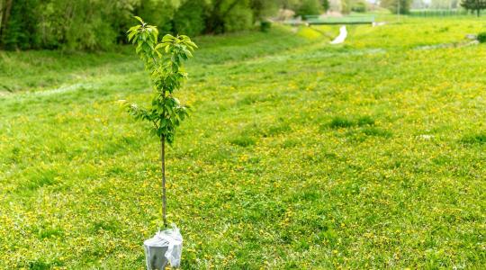 Gyümölcsfa ültetése tavasszal: mire figyelj, hogy jól eredjen meg?
