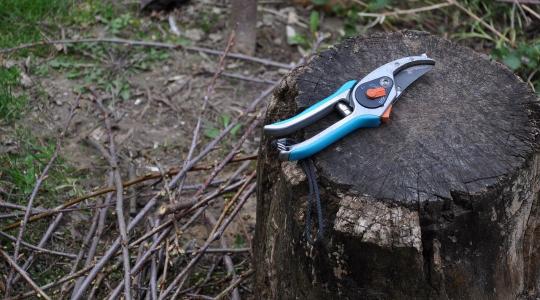 Metszőolló élezés és fertőtlenítés: a metszés előtti kötelező kör