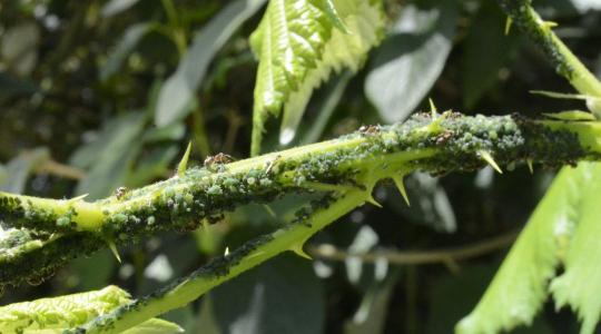 Levéltetű ellen: így működhet a védekezés vegyszer nélkül is