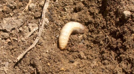 Pajor ellen: így védheted meg a gyepet a komoly károktól