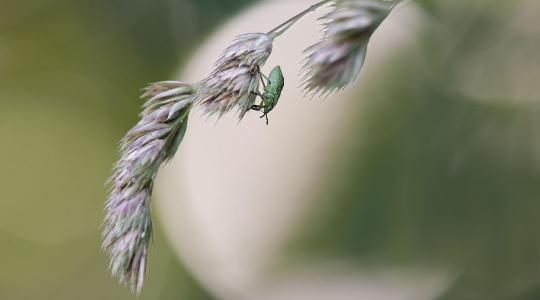 Poloska ellen: ez a növény is segíthet távol tartani őket