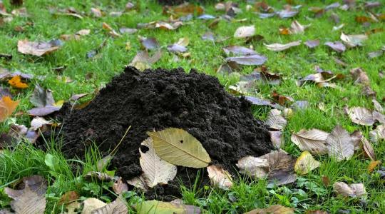 Vakond ellen: mit tehetsz, ha egyre több túrás jelenik meg?
