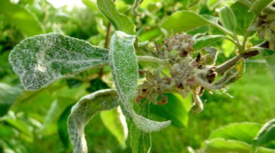 Lisztharmat ellen: így érdemes időben védekezni