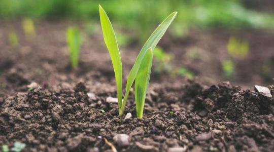 Talaj előkészítés vetés előtt: mit kell most megtenni a jobb termésért?