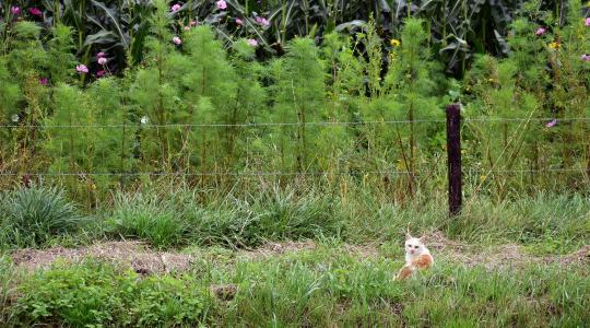 Gyomirtás: így előzheted meg, hogy elszabaduljanak a gyomok