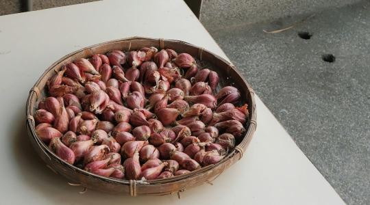 Dughagyma ültetése: így lehet jó és egészséges a termés