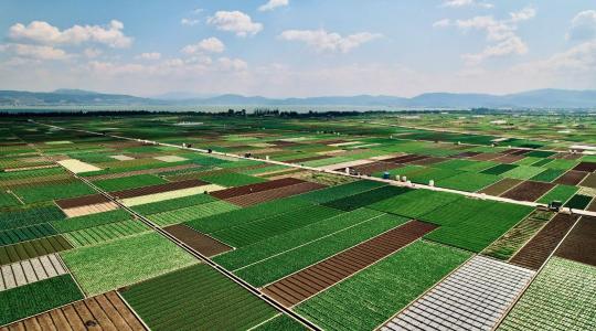 Vetésforgó: ezért fontos a kertben, ha jó termést akarsz