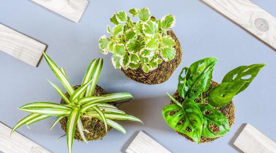 Szobanövények tél végi gondozása – öntözés, táp, fény: mitől indulnak meg jól?